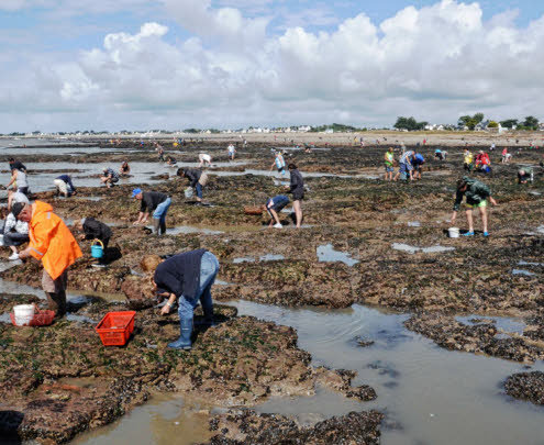 La pêche à pied à Damgan