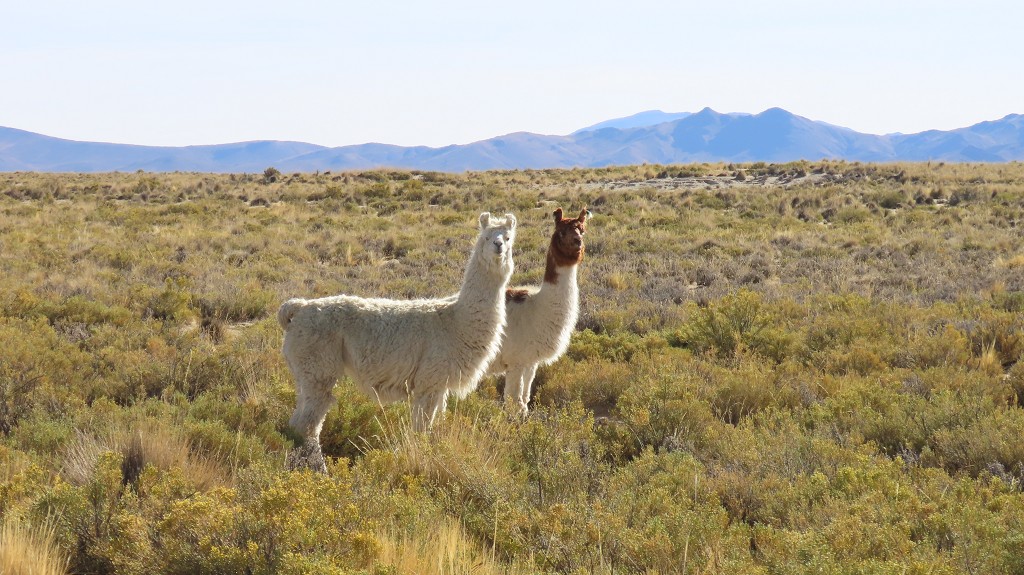 Lamas