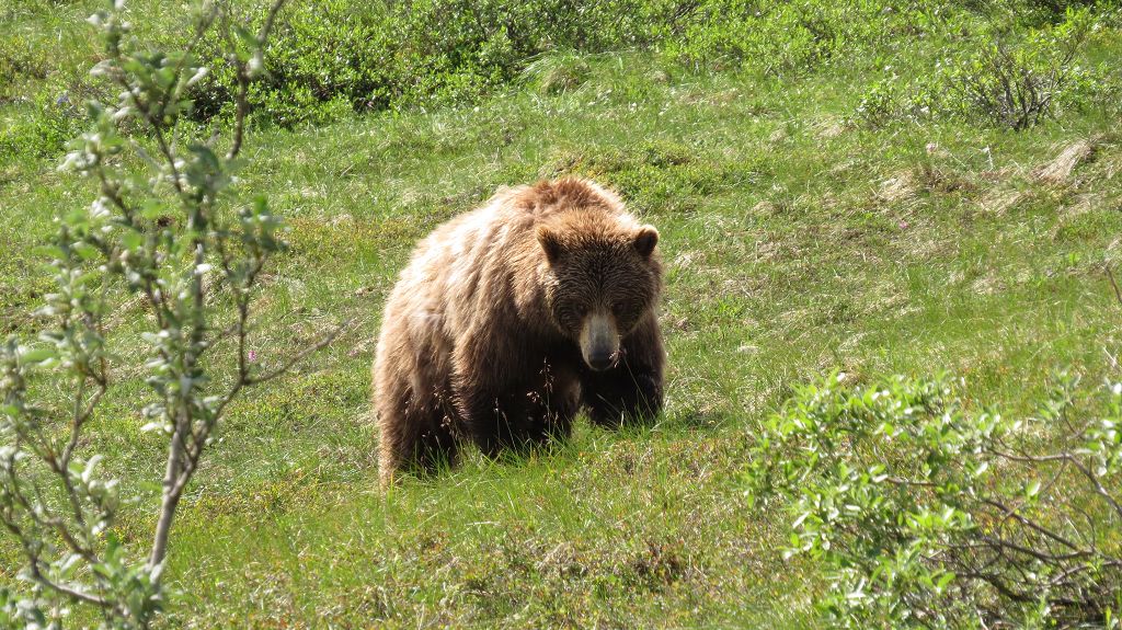 unser erster Grizzly