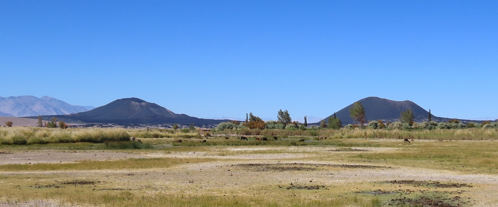 Zurück in Antofagasta de la Sierra