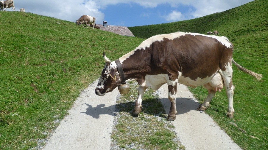 ...mit Tierbeobachtung