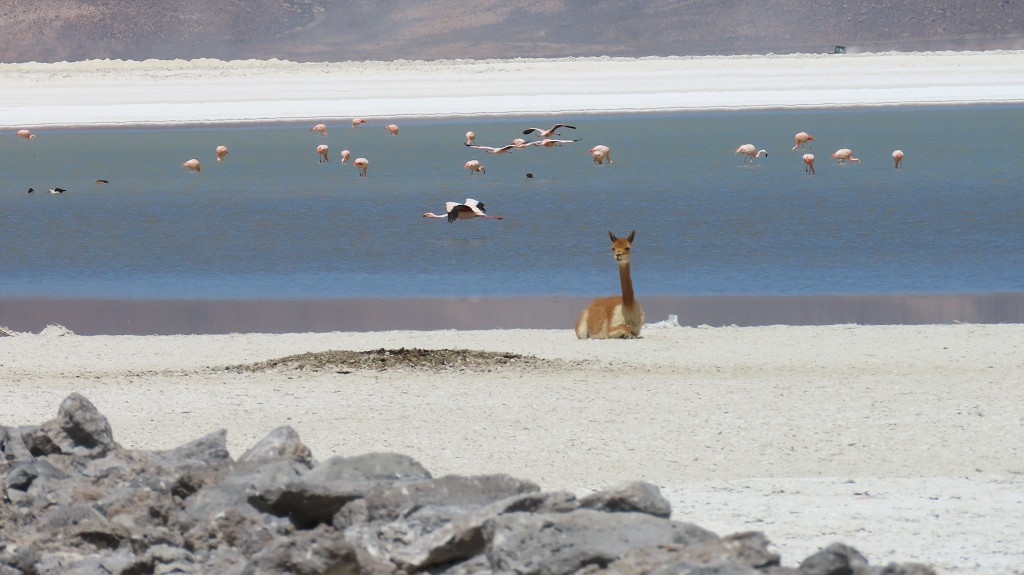 Vicunas und Flamingos auf der Salar
