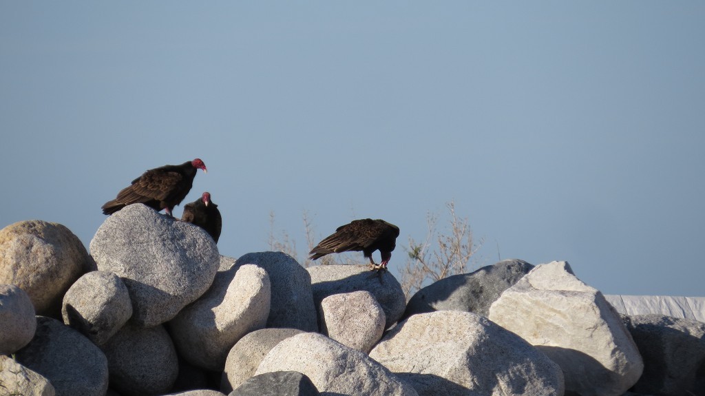 Tierbeobachtung vom Strandcamping in Los Barriles