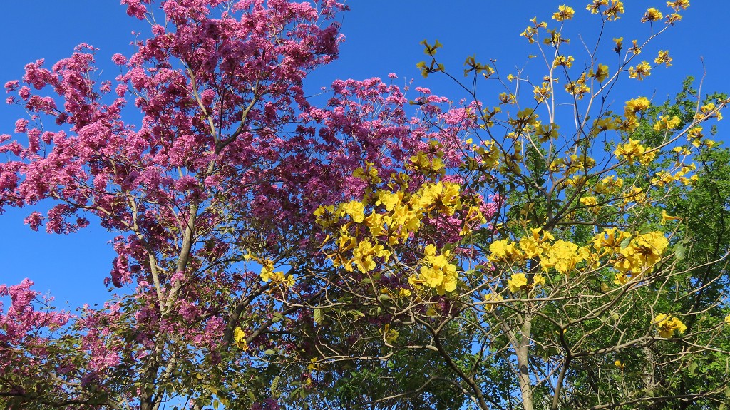 Frühling in Argentinien