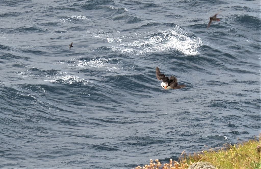 Hier können wir wieder die Puffins beobachten