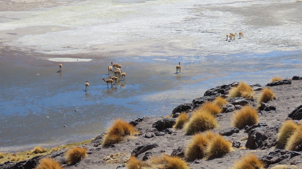 Wir übernachten mit Blick auf die Laguna Colorada und beobachten die Vicunas