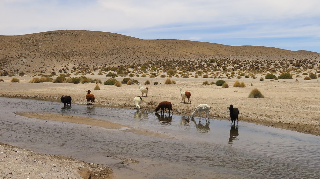 Lamas