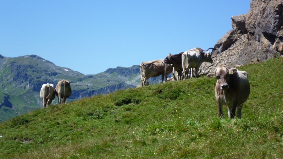   -  1500 Höhenmeter  -