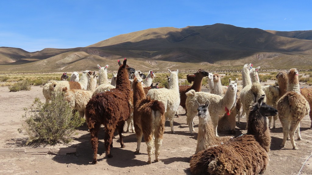 Lamas