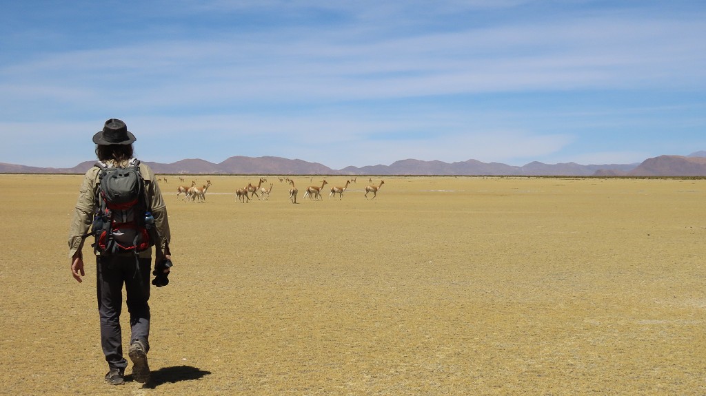 Vicunas