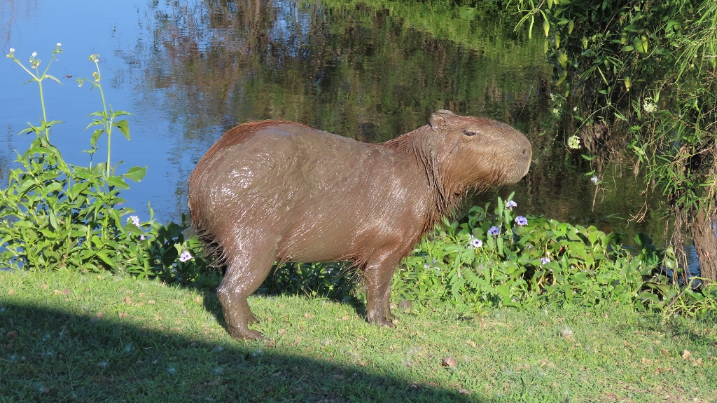 Hier leben Carpinchos, Wasserschweine...