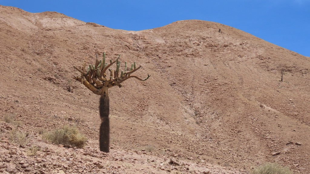 Cardones, Kakteen