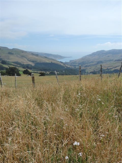 Fahrt nach Akaroa