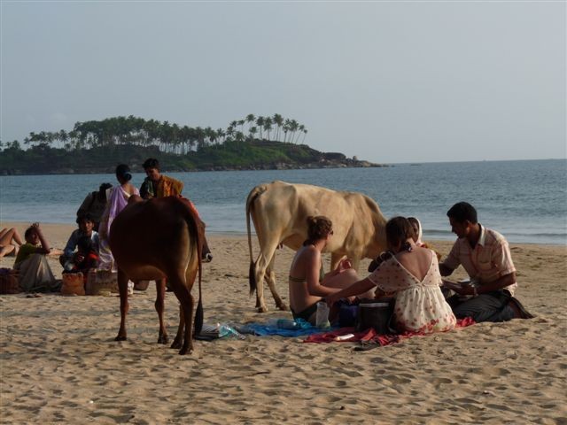 Am Strand wird man nicht nur von Haendlern umlagert ... die heiligen Kuehe sind auch ueberall