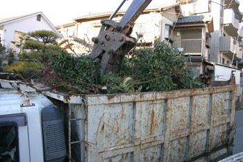 木の撤去