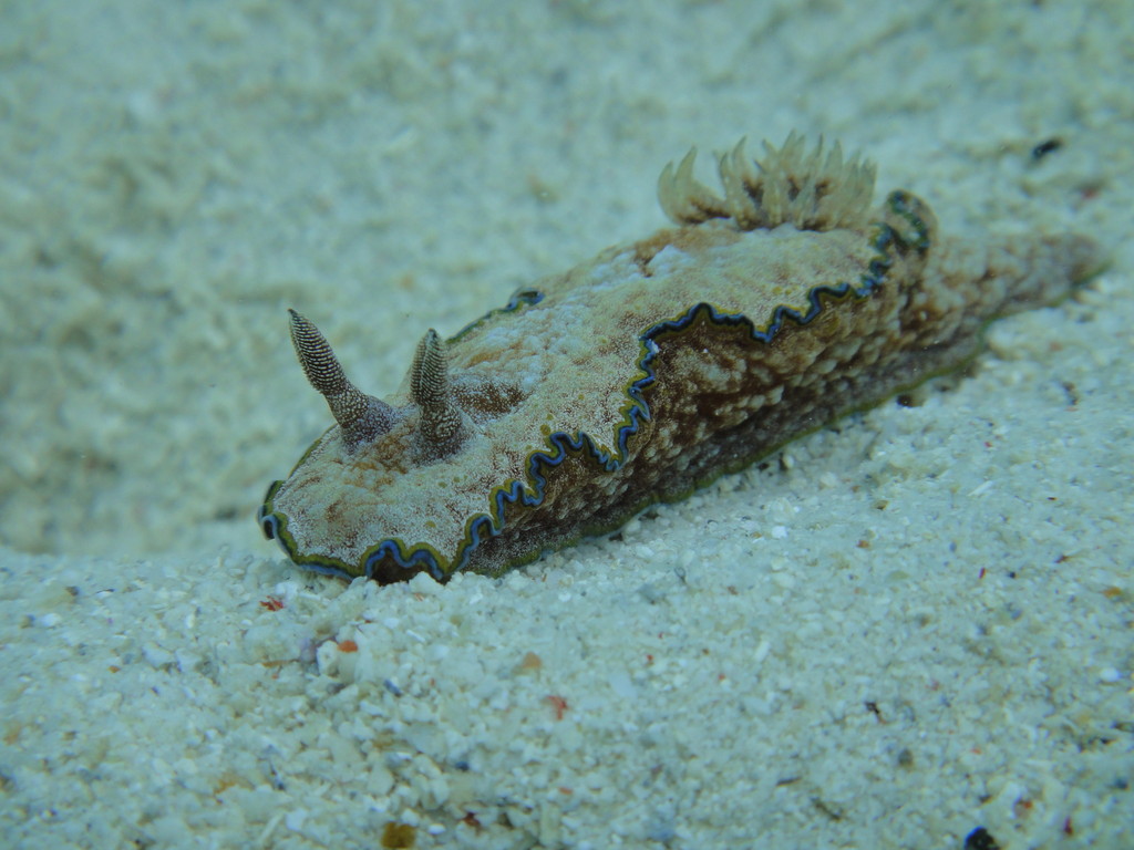 Special Goby