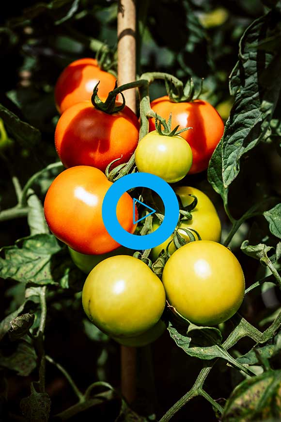 Le potager en vidéo