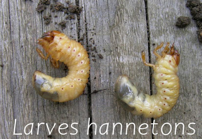Larve de hanneton
