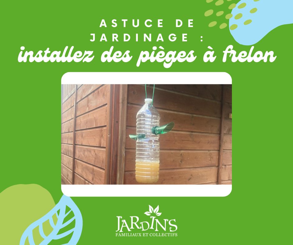 Installation des pièges à Frelons