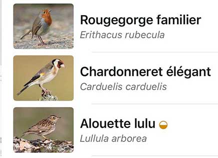 Biodiversité : ce que révèlent les oiseaux du jardin