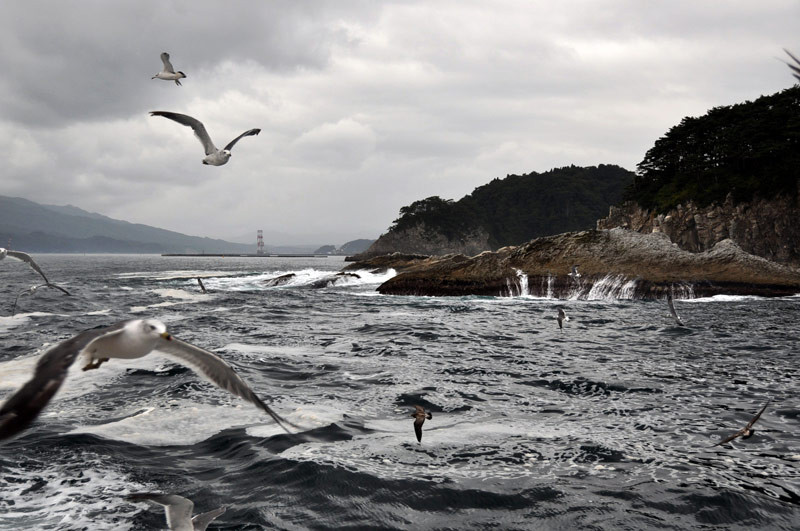 Pursuing gulls at Jōdo-ga-hama 