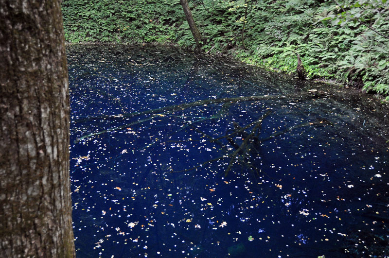 Sunken trees in Ao-iké