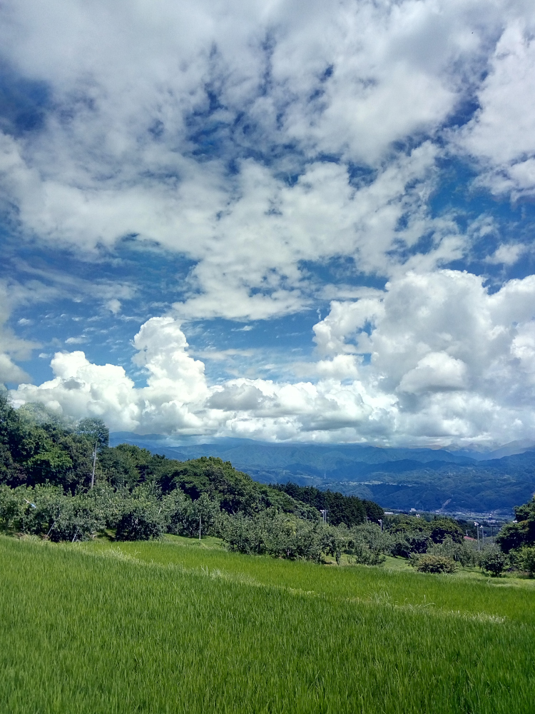 強い日差しと南アルプスにかかる積乱雲