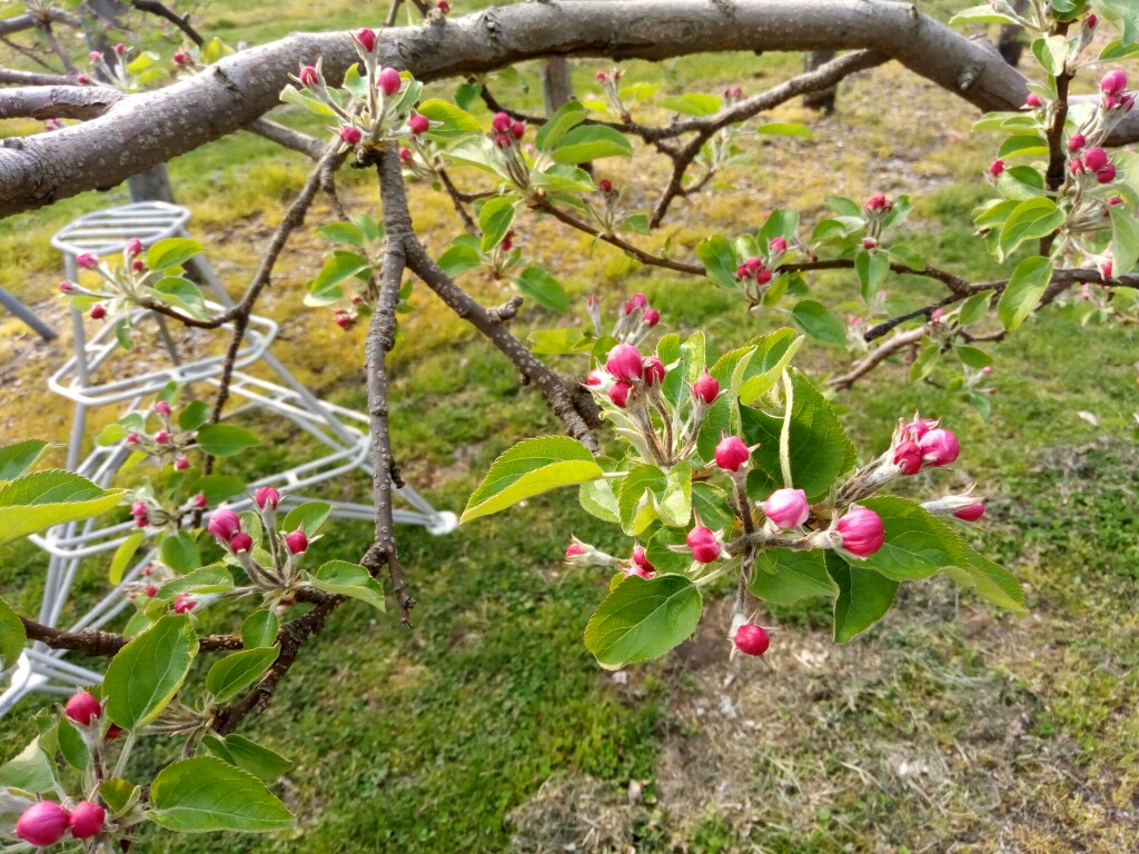 摘花前の王林