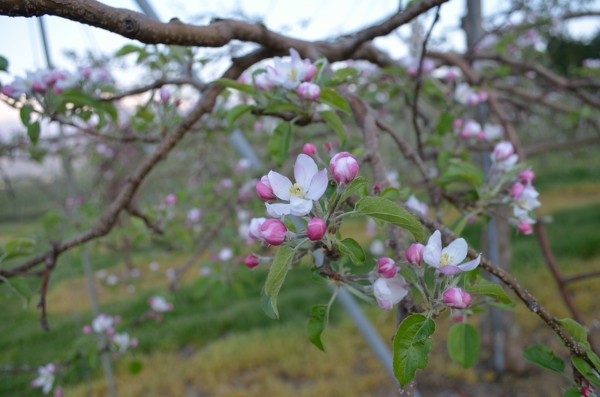 王林　中心花が咲きそろいました