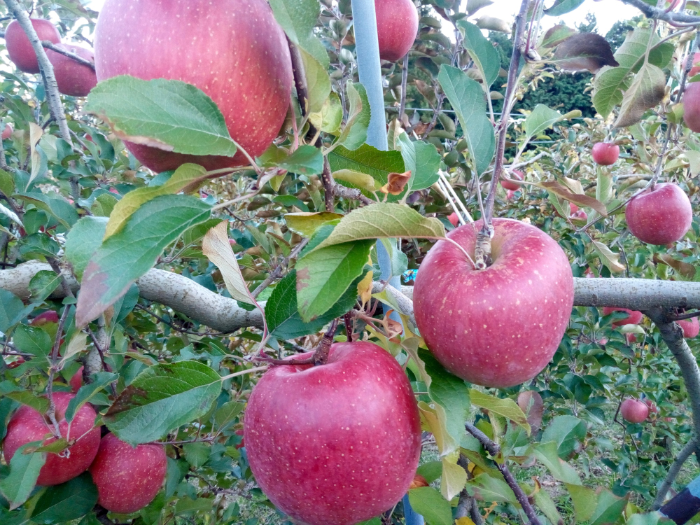 残った花から着果できたサンふじ果実