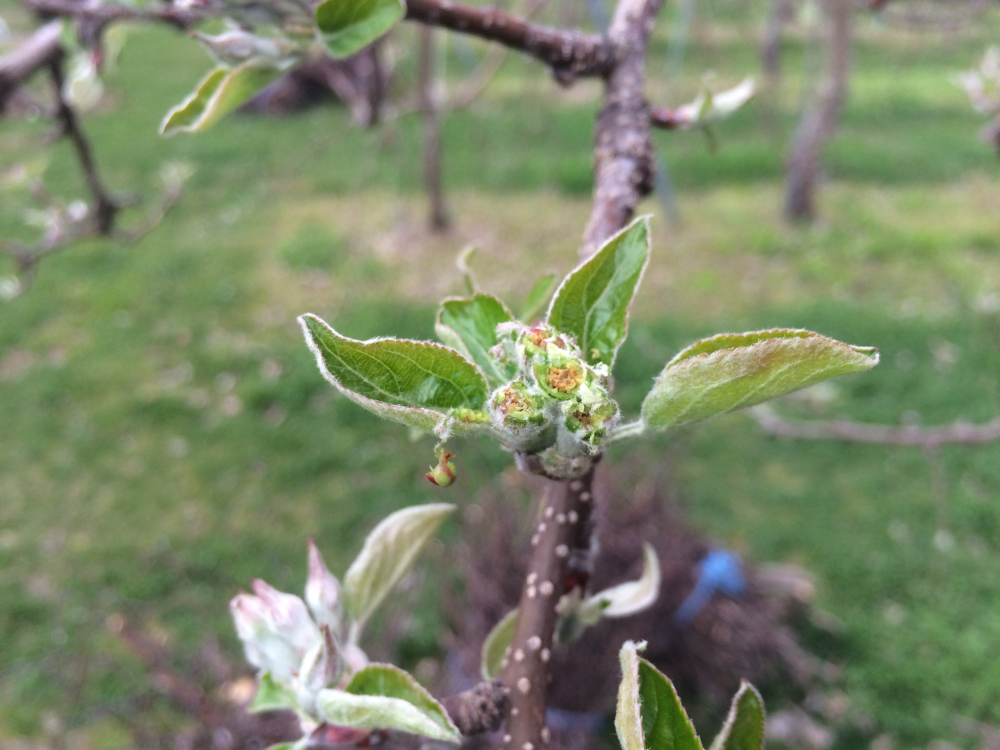 4月12日の低温で花芽が枯れてしまいました。