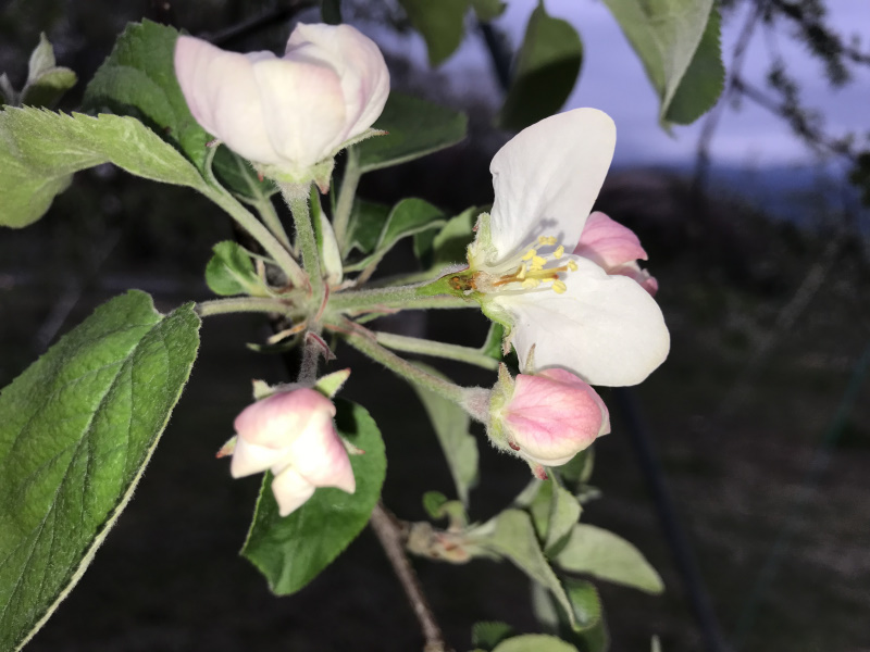 4月29日　花を半分に割ると内部も褐変したサンふじ