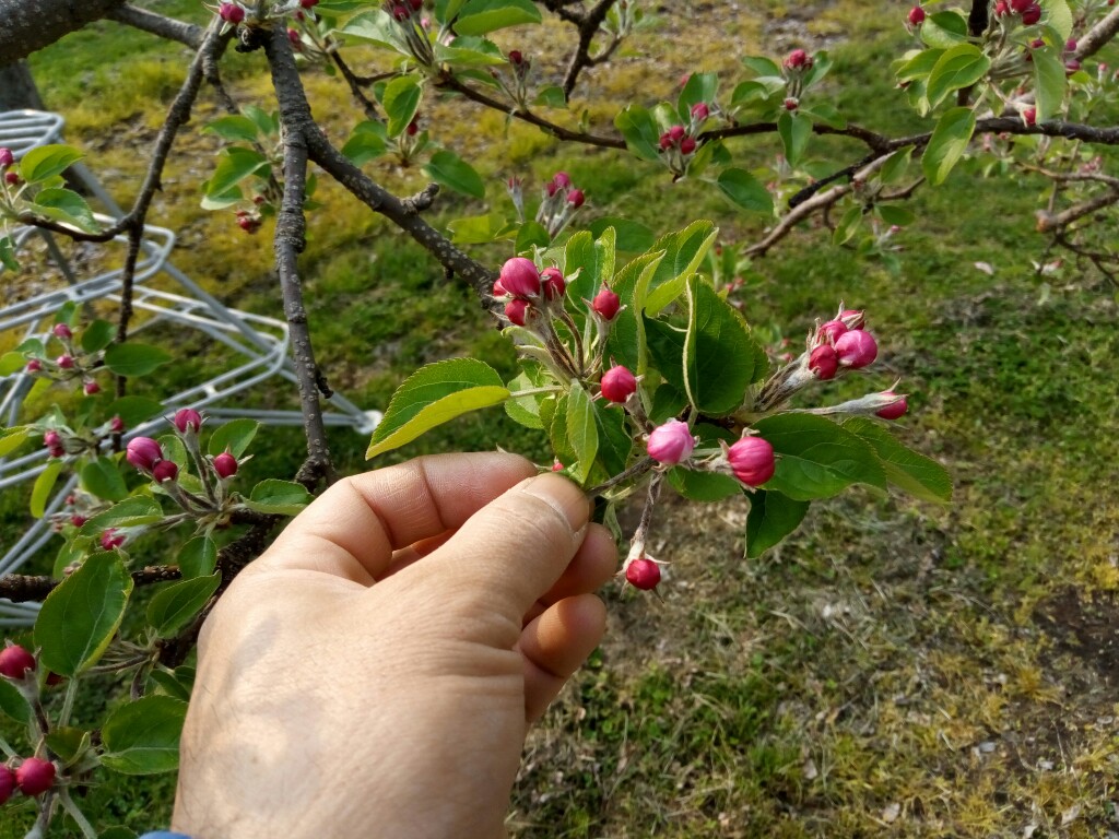 中心の花を残し手で摘み取ります