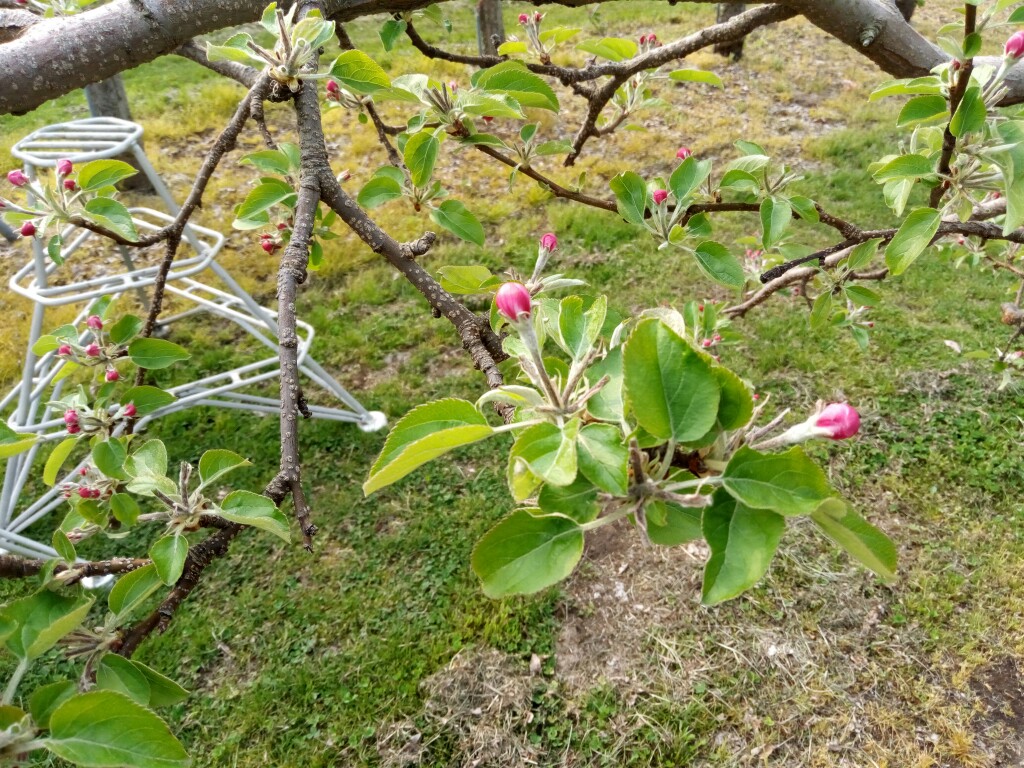 摘花終了後の王林