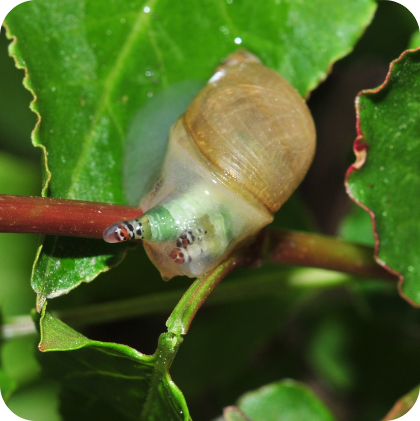 Fremdgesteuerte Schnecke: Wie funktioniert Verhalten?