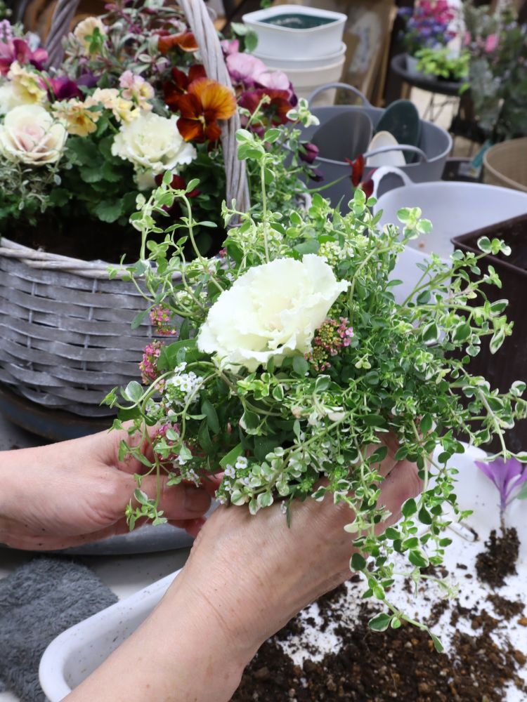 寄せ植え教室作品│ビオラと葉牡丹の花かご