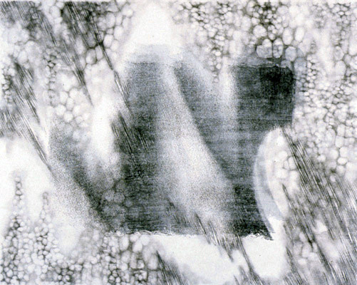 “ invisibility  #02 ”　H400xW480mm　2003