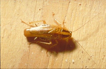 Cucaracha alemana - Esta cucaracha es pequeña de color blanco - marron y comúnmente conocida como cucaracha de restaurante por su anidación en estos comercios.