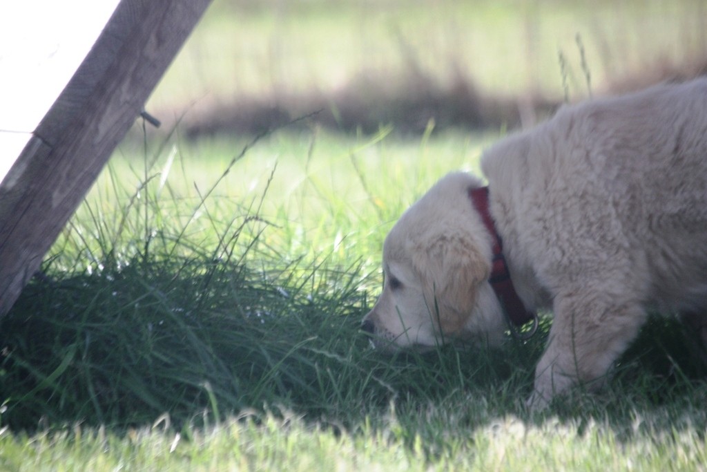 Welpenschule Teampartner-Hund-Hoya e.V.