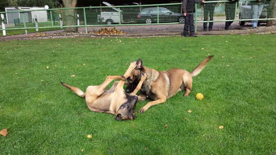 Hundespiel Sky mit Pico Teampartner-Hund-Hoya e.V.