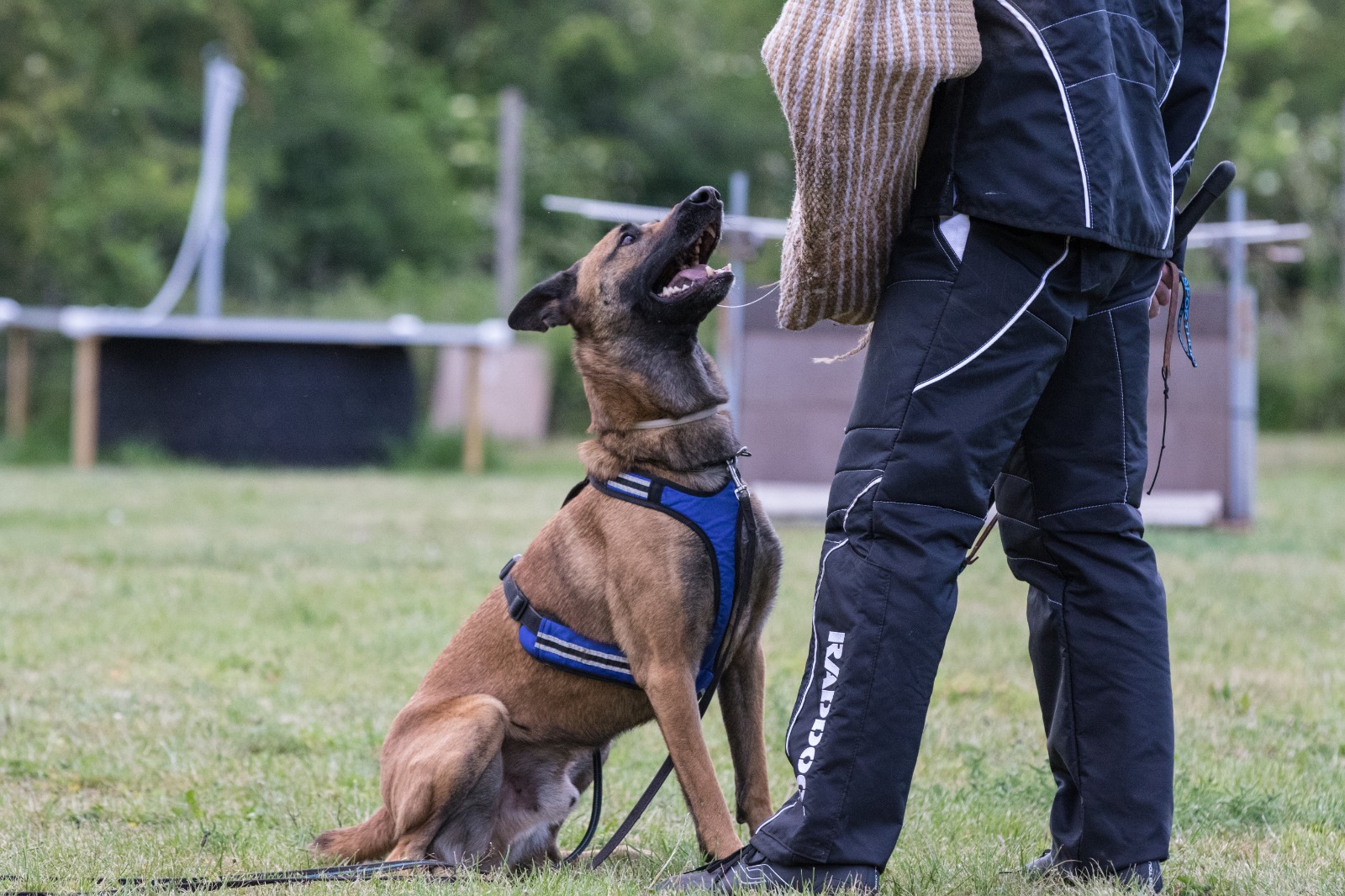Schutzdienst/IGP Hundeschule TeampartnerHundHoya e.V.