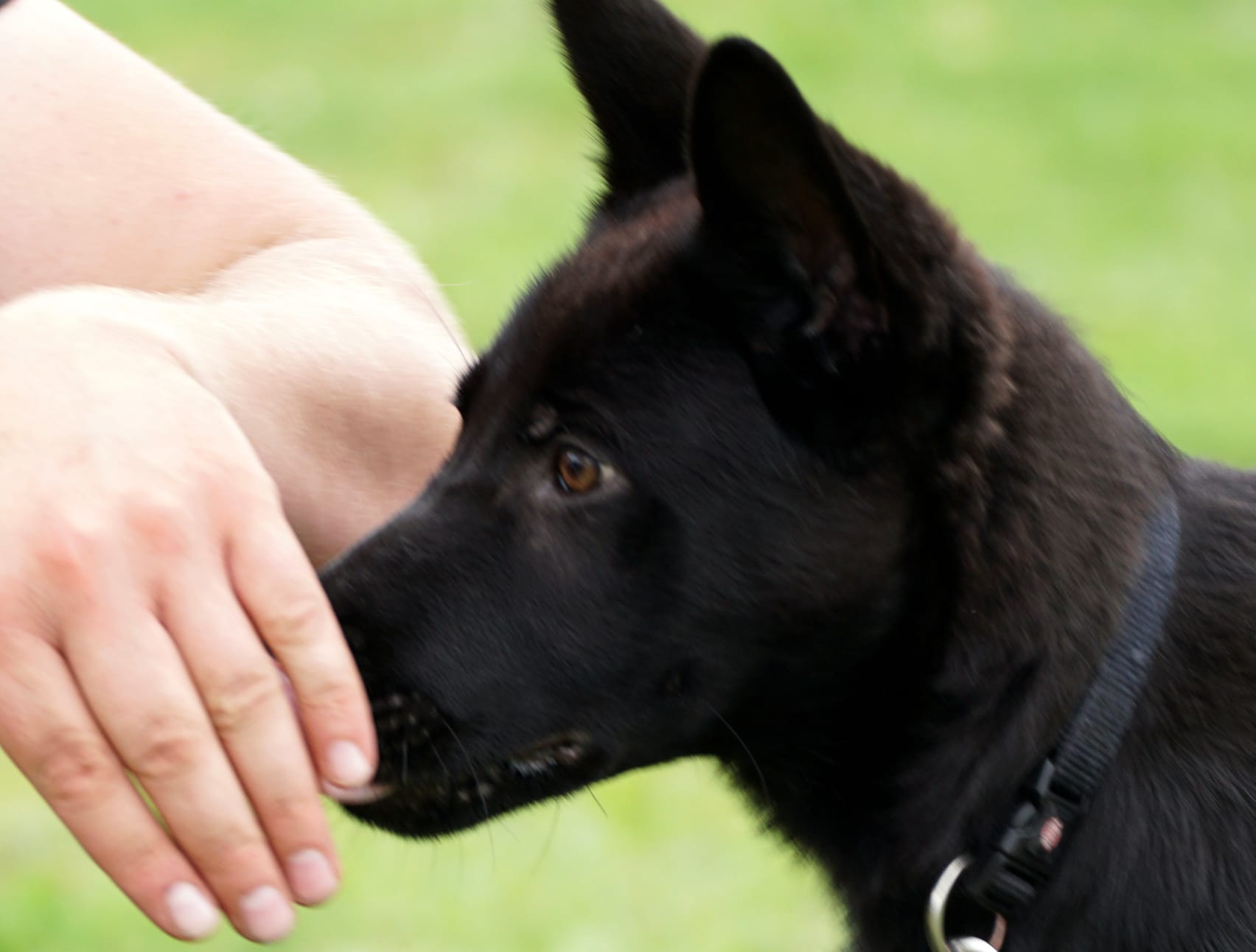Hundesporttreffen45