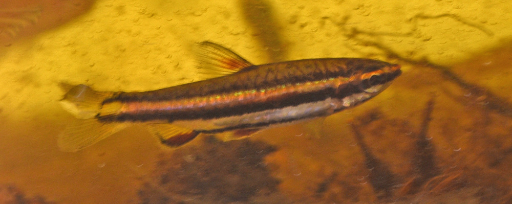 Nannostomus bifasciatus