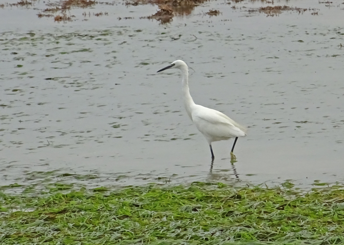 Kleine zilverreiger