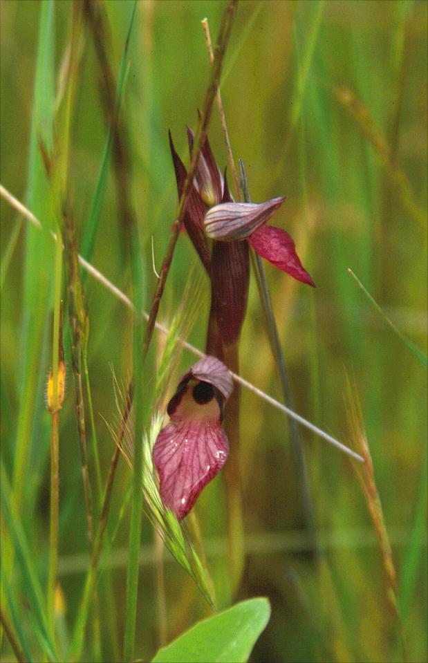 Serapias lingua - Tongorchis