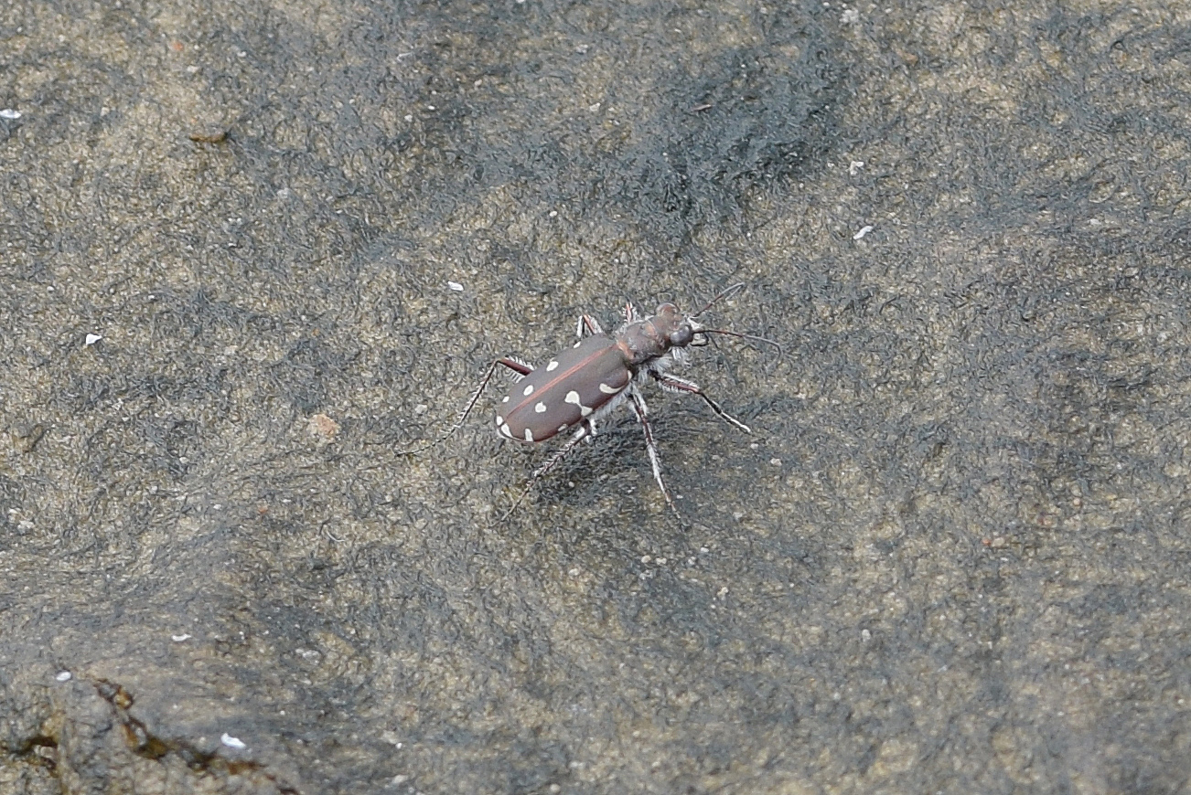 Calomera littoralis nemoralis