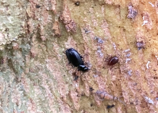 Syntomus truncatellus - Zwarte dwergloper