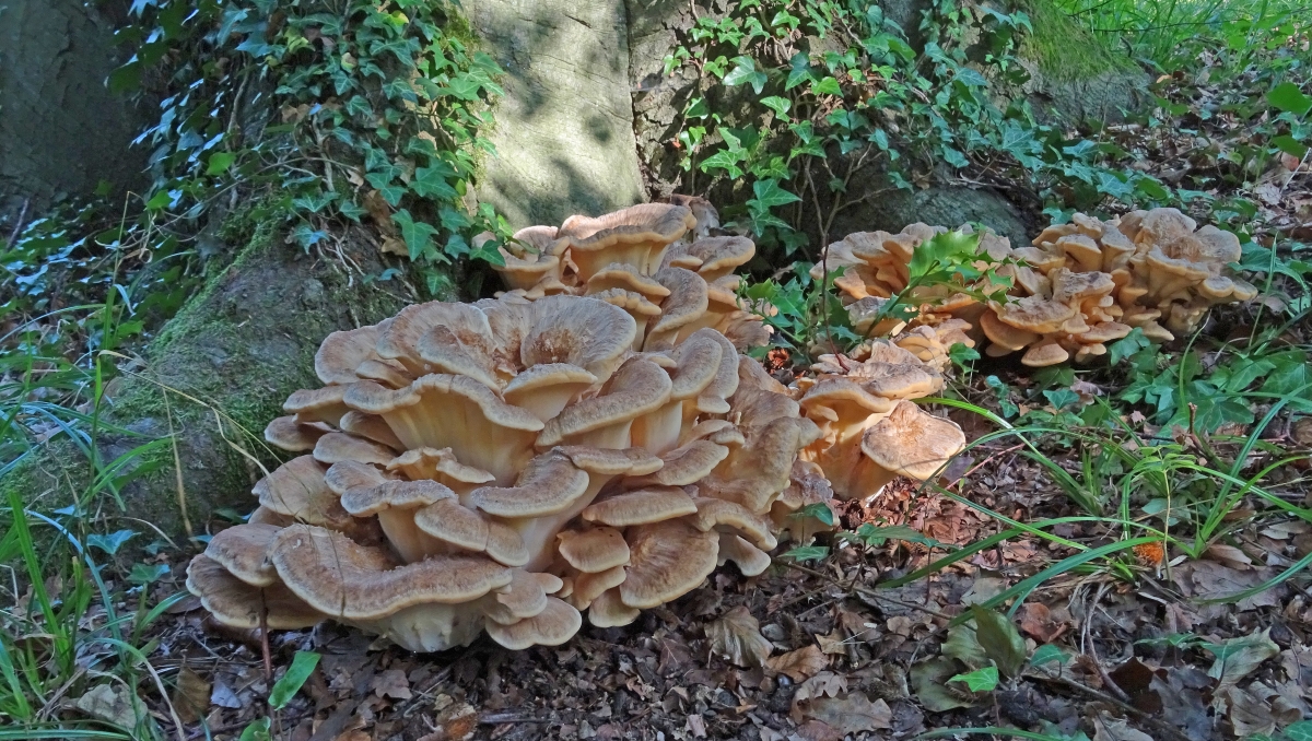 Reuzenzwam