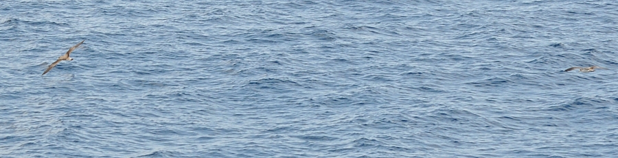Scopoli's pijlstormvogel