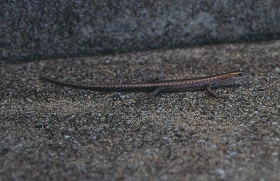 Cryptoblepharus megastictus